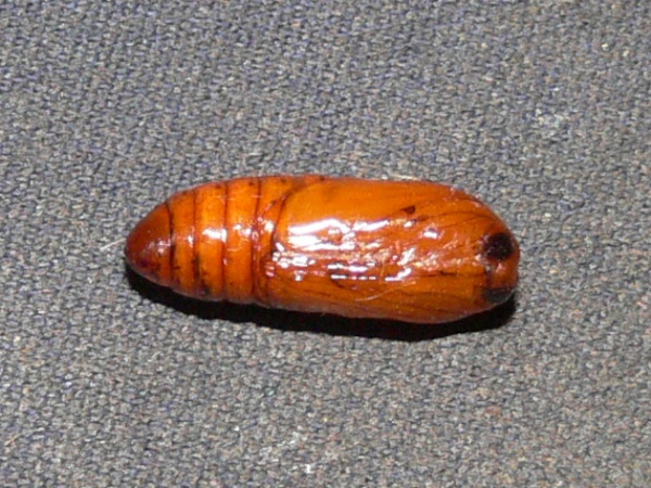 /filer/webapps/moths/media/images/L/lethe_Euchromia_P_Goff_04.jpg