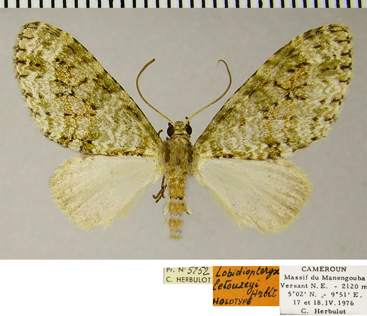 /filer/webapps/moths/media/images/L/letouzeyi_Lobidiopteryx_HT_ZSMa.jpg