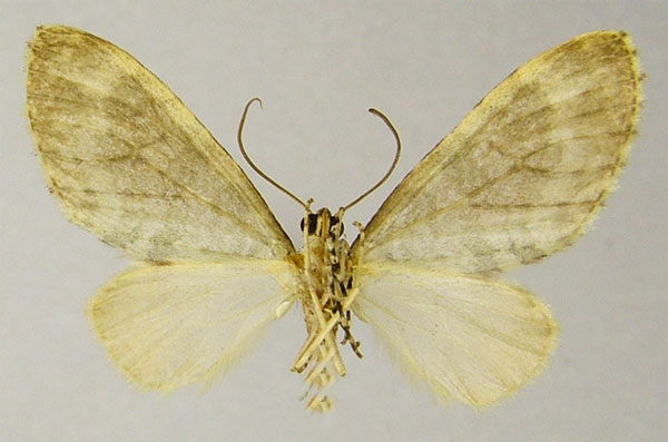 /filer/webapps/moths/media/images/L/letouzeyi_Lobidiopteryx_HT_ZSMb.jpg