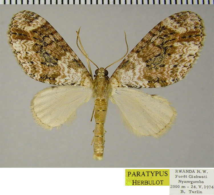 /filer/webapps/moths/media/images/L/letouzeyi_Lobidiopteryx_PTM_ZSM.jpg