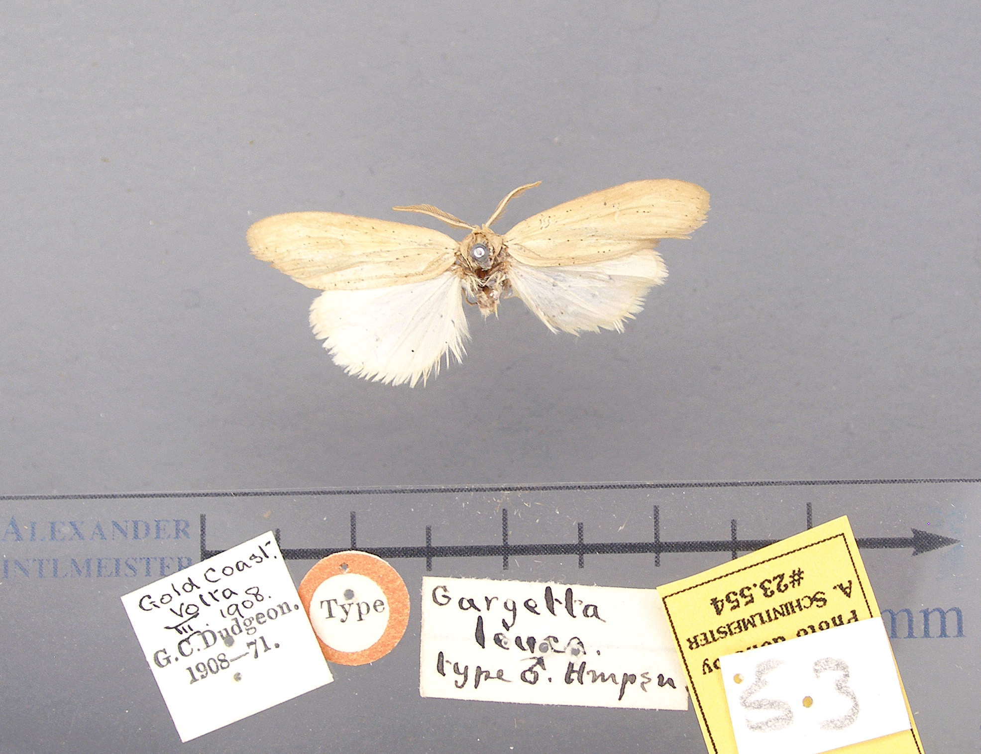 /filer/webapps/moths/media/images/L/leuca-Psalisodes-23554-HT-Ghana.jpg