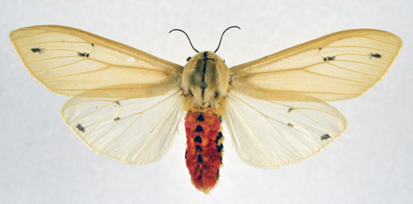 /filer/webapps/moths/media/images/L/leucanioides_Creatonotos_AF_NHMO.jpg