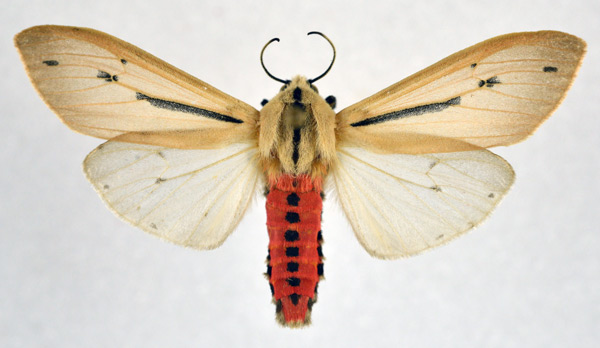 /filer/webapps/moths/media/images/L/leucanioides_Creatonotos_AM_NHMO.jpg