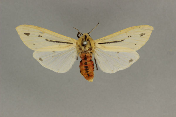 /filer/webapps/moths/media/images/L/leucanioides_Creatonotos_A_BMNH.jpg
