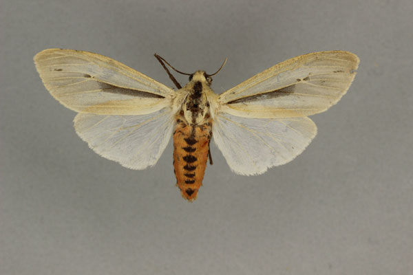 /filer/webapps/moths/media/images/L/leucanioides_Creatonotos_A_BMNH_02.jpg