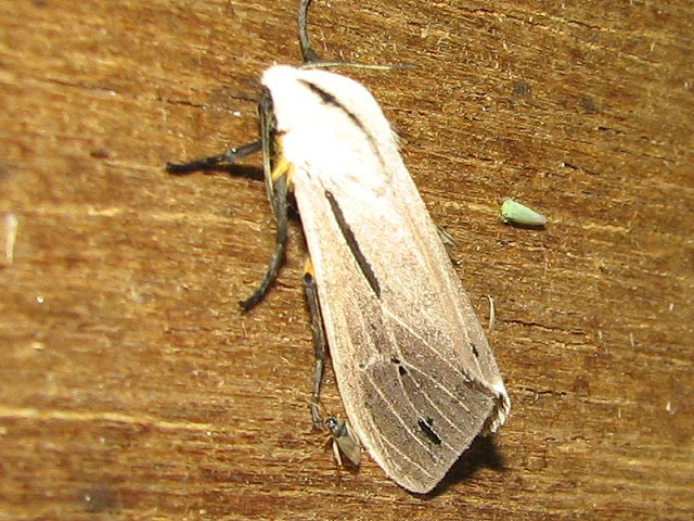 /filer/webapps/moths/media/images/L/leucanioides_Creatonotos_A_Goff_01.jpg