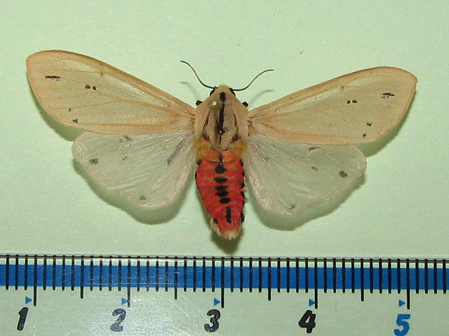 /filer/webapps/moths/media/images/L/leucanioides_Creatonotos_A_Goff_02.jpg