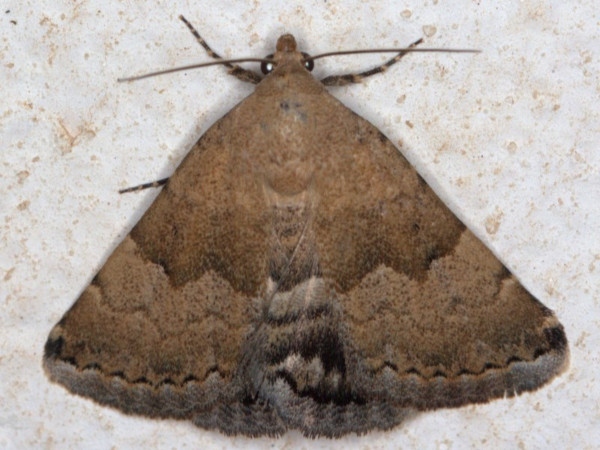 /filer/webapps/moths/media/images/L/leucanitis_Eublemma_A_Heyns.jpg
