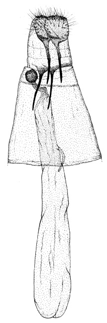/filer/webapps/moths/media/images/L/leucaspis_Phyllonorycter_GF_DePrins2.jpg