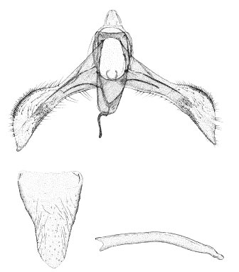 /filer/webapps/moths/media/images/L/leucaspis_Phyllonorycter_GM_DePrins_01.jpg