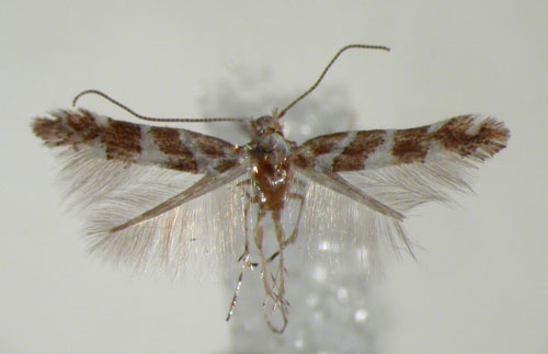 /filer/webapps/moths/media/images/L/leucaspis_Phyllonorycter_HT_ZMHB.jpg