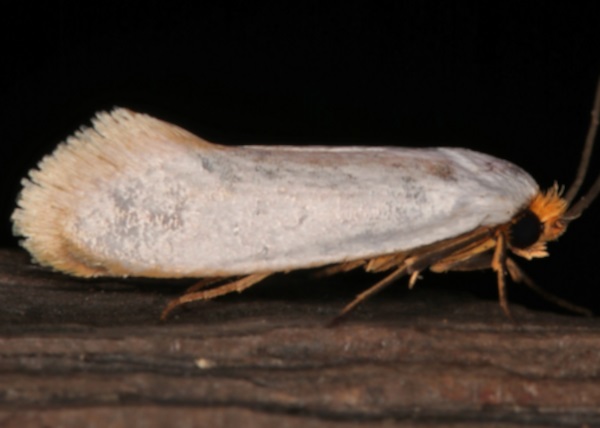 /filer/webapps/moths/media/images/L/leucastis_Edosa_A_Roland_01.jpg
