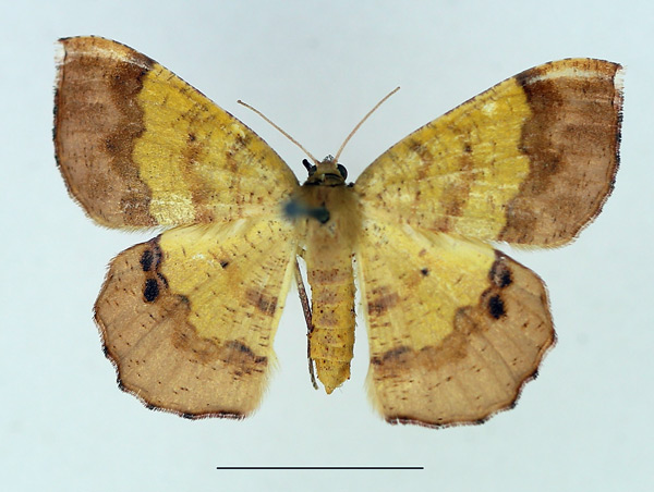 /filer/webapps/moths/media/images/L/leucicolor_Petrodava_AF_TMSA.jpg