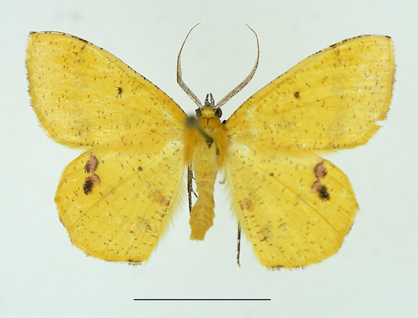 /filer/webapps/moths/media/images/L/leucicolor_Petrodava_AM_TMSA.jpg