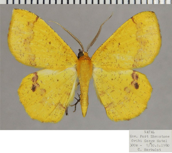 /filer/webapps/moths/media/images/L/leucicolor_Petrodava_AM_ZSMa.jpg