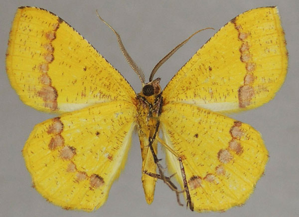 /filer/webapps/moths/media/images/L/leucicolor_Petrodava_AM_ZSMb.jpg