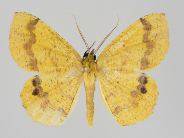 /filer/webapps/moths/media/images/L/leucicolor_Petrodava_A_Brehm.jpg