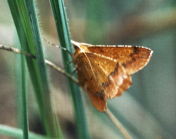 /filer/webapps/moths/media/images/L/leucicolor_Petrodava_A_Roland_01.jpg