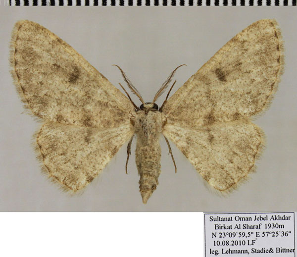 /filer/webapps/moths/media/images/L/leucites_Gnophosema_AM_ZSM.jpg