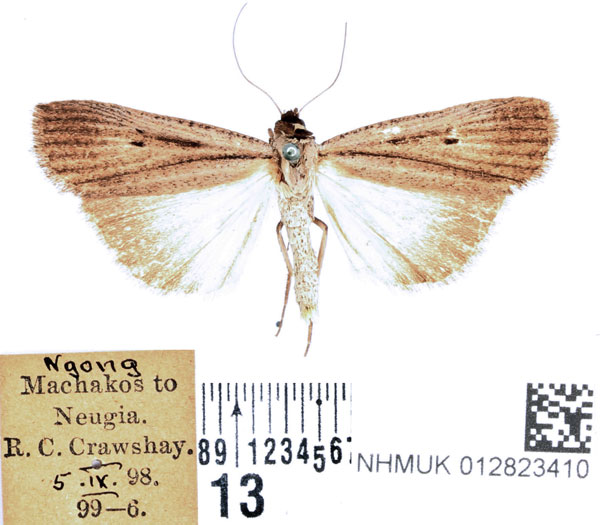 /filer/webapps/moths/media/images/L/leucobasis_Tathorhynchus_AF_BMNH_01.jpg