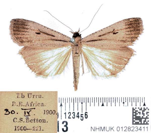 /filer/webapps/moths/media/images/L/leucobasis_Tathorhynchus_AF_BMNH_02.jpg