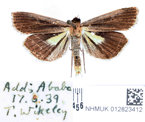 /filer/webapps/moths/media/images/L/leucobasis_Tathorhynchus_AM_BMNH.jpg