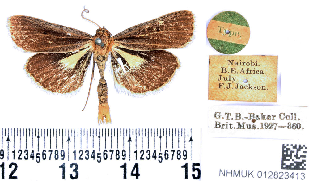 /filer/webapps/moths/media/images/L/leucobasis_Tathorhynchus_HT_BMNH.jpg