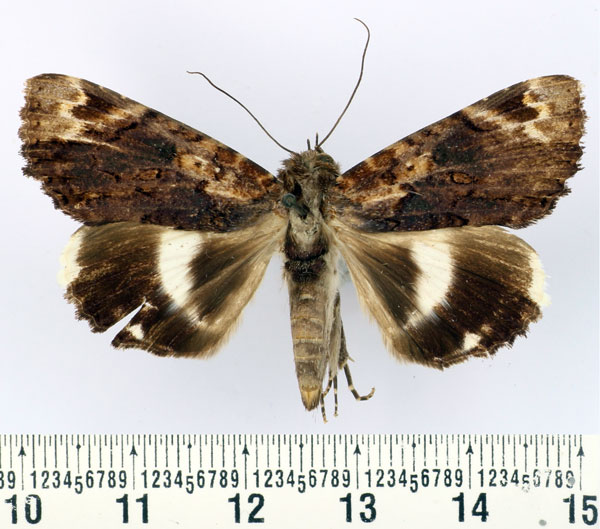 /filer/webapps/moths/media/images/L/leucocelis_Nagia_AF_BMNH.jpg