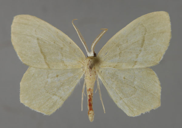 /filer/webapps/moths/media/images/L/leucocephala_Doloma_A_ZSM_01.jpg