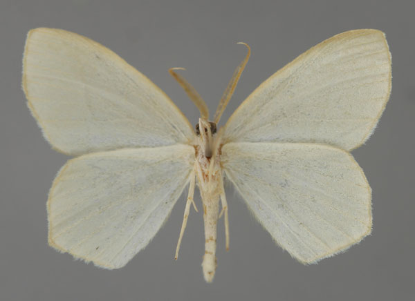 /filer/webapps/moths/media/images/L/leucocephala_Doloma_A_ZSM_02.jpg