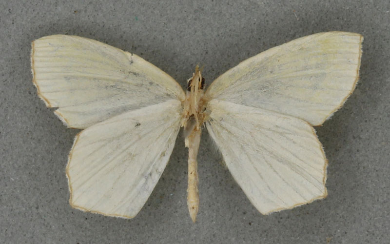 /filer/webapps/moths/media/images/L/leucocephala_Doloma_PTM_BMNHb.jpg