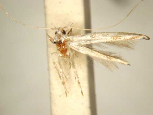 /filer/webapps/moths/media/images/L/leucocera_Cuphodes_HT_TMSA6318.jpg