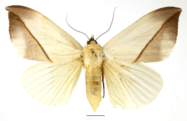 /filer/webapps/moths/media/images/L/leucochiton_Hypopyra_AF_Basquin_01.jpg