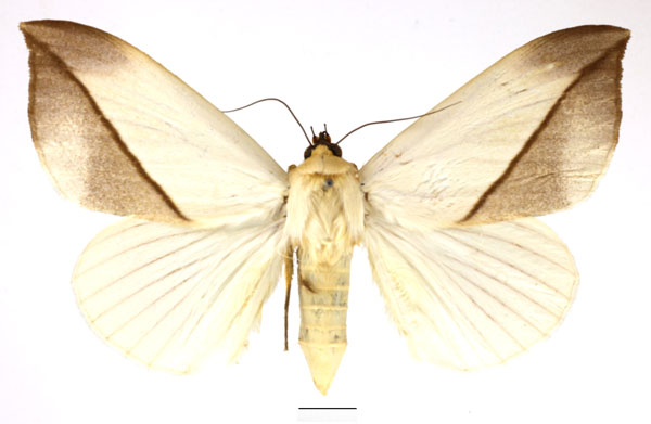 /filer/webapps/moths/media/images/L/leucochiton_Hypopyra_AF_Basquin_02.jpg