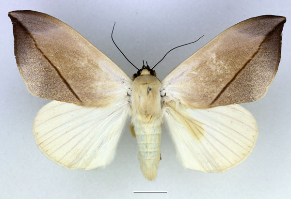/filer/webapps/moths/media/images/L/leucochiton_Hypopyra_AM_Basquin_01.jpg