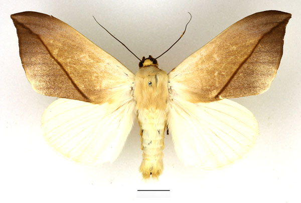 /filer/webapps/moths/media/images/L/leucochiton_Hypopyra_AM_Basquin_02.jpg