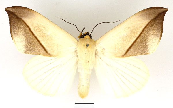 /filer/webapps/moths/media/images/L/leucochiton_Hypopyra_AM_Basquin_03.jpg