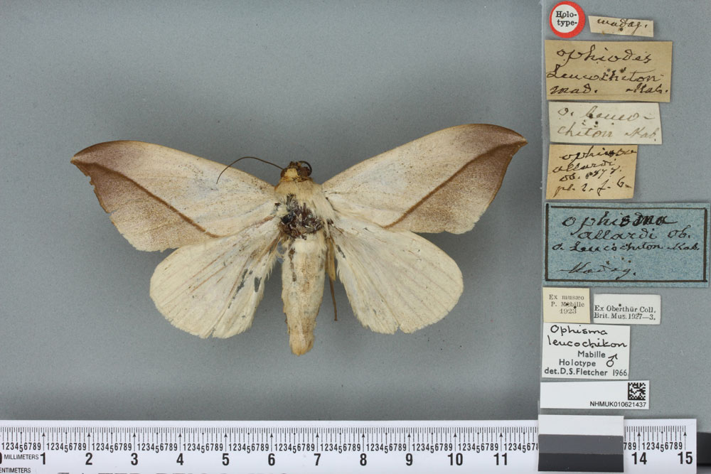 /filer/webapps/moths/media/images/L/leucochiton_Hypopyra_HT_BMNHa.jpg