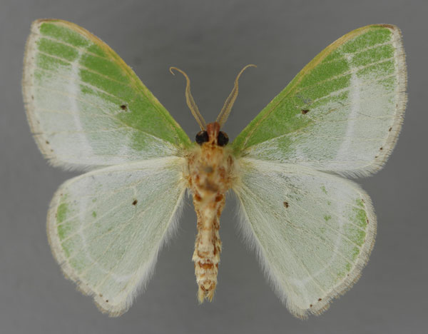 /filer/webapps/moths/media/images/L/leucochloraria_Comibaena_A_ZSM_02.jpg