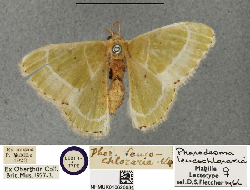 /filer/webapps/moths/media/images/L/leucochloraria_Phorodesma_LTF_BMNH.jpg