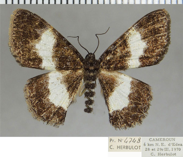 /filer/webapps/moths/media/images/L/leucochora_Pycnostega_AF_ZSM.jpg