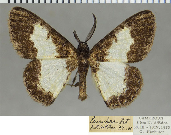 /filer/webapps/moths/media/images/L/leucochora_Pycnostega_AM_ZSMa.jpg