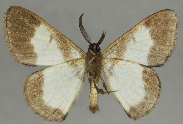/filer/webapps/moths/media/images/L/leucochora_Pycnostega_AM_ZSMb.jpg