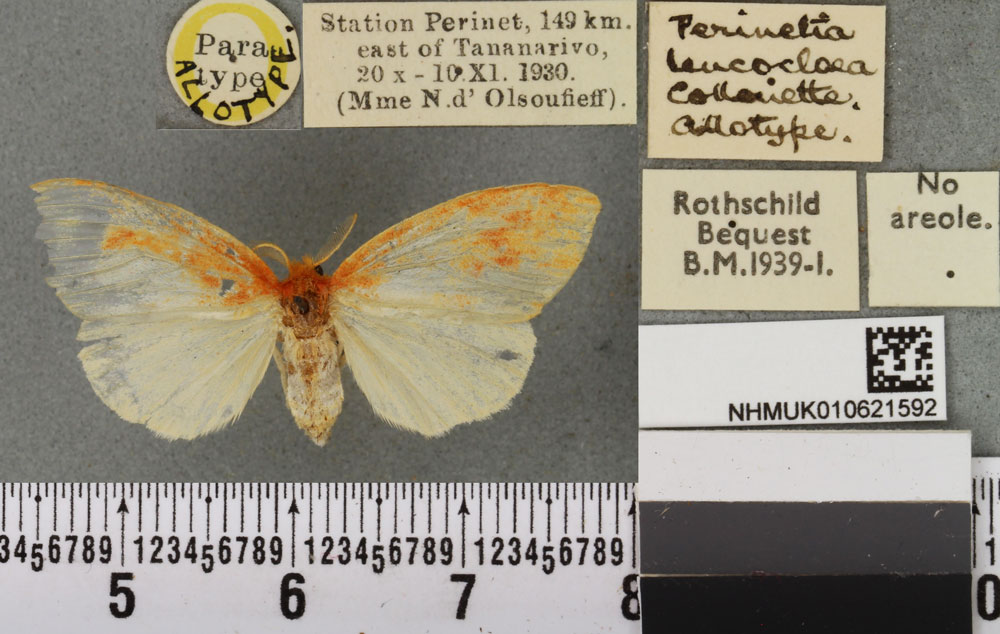 /filer/webapps/moths/media/images/L/leucocloea_Perinetia_AT_BMNHa.jpg