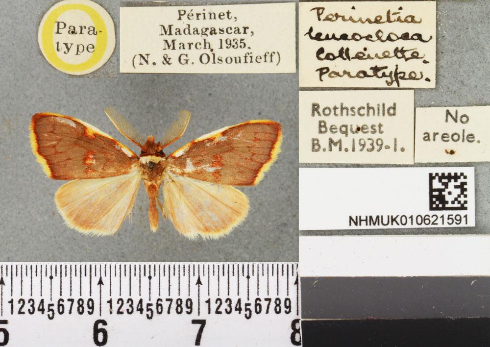 /filer/webapps/moths/media/images/L/leucocloea_Perinetia_PTM_BMNH.jpg