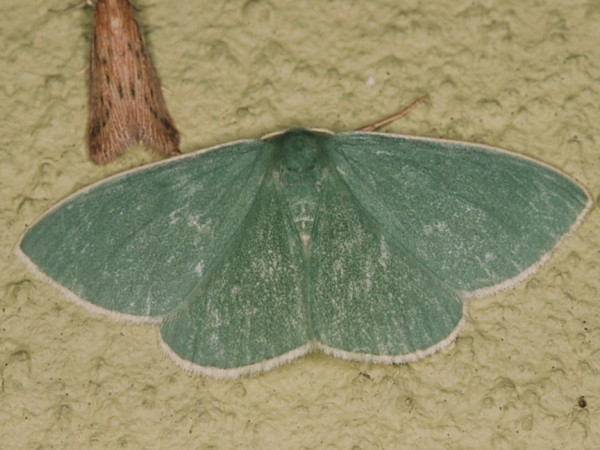 /filer/webapps/moths/media/images/L/leucocraspeda_Omphax_A_Roland.jpg