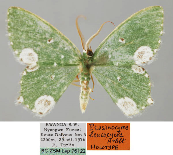 /filer/webapps/moths/media/images/L/leucocycla_Prasinocyma_HT_ZSM_01.jpg