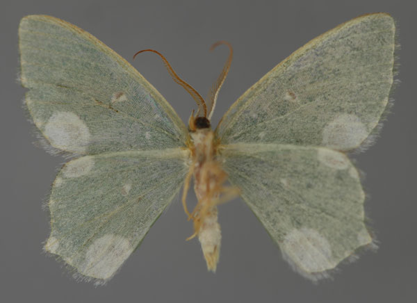 /filer/webapps/moths/media/images/L/leucocycla_Prasinocyma_HT_ZSM_02.jpg