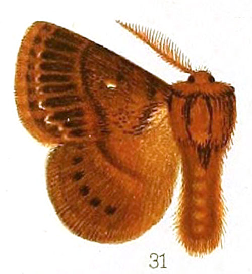 /filer/webapps/moths/media/images/L/leucocyma_Anadiasa_HT_Hampson_4-51.jpg