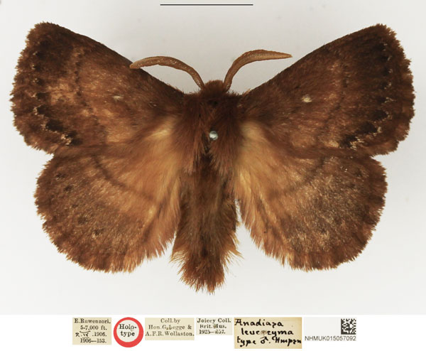 /filer/webapps/moths/media/images/L/leucocyma_Anadiasa_HT_NHMUK.jpg